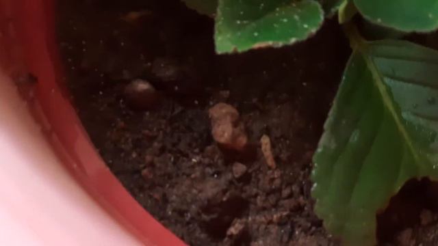 #Beautiful flower in my garden#velvet flower # смотреть онлайн