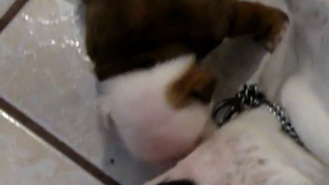 Cachorros Bull Dog Inglés 2 смотреть онлайн