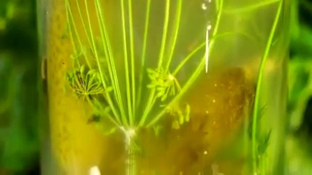 Тайны еды: Зелень. ТК «Домашний» смотреть онлайн