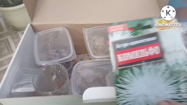 Крещенские теплые деньки. Парк, горшечный сад, инвентаризация семян. смотреть онлайн