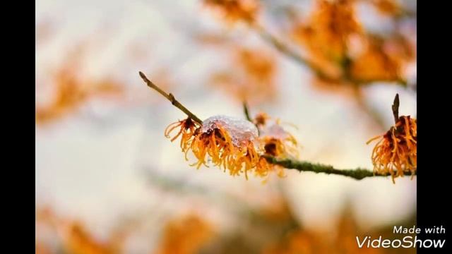 ЦВЕТЫ И СНЕГ. Дыхание Зимы и Цветы.//Необычная красота для Вас! смотреть онлайн