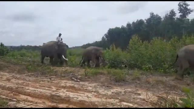 BBKSDA RIAU LEPAS LIARKAN DUA GAJAH SUMATERA смотреть онлайн