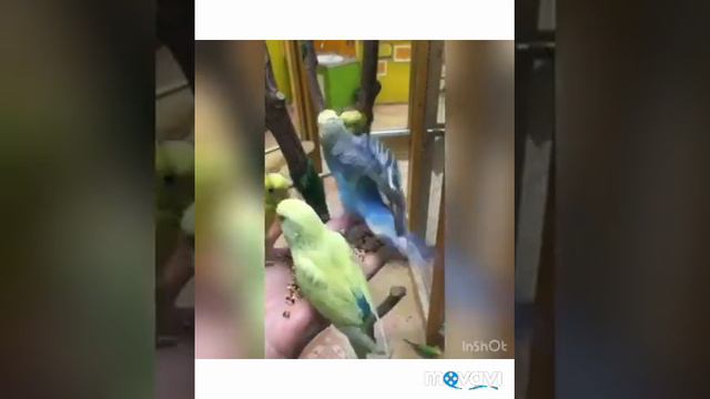 Каникулы🤪 контактный зоопарк! смотреть онлайн