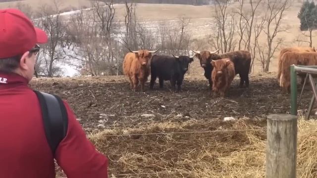 Scottish Highland Cattle flock to accordion music смотреть онлайн