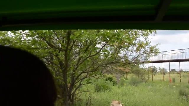 Лев ГЕК показывает грозный характер ! КЛАССНАЯ ФОТОСЕССИЯ ! смотреть онлайн