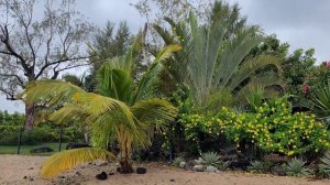 Маврикий своим ходом. Что посмотреть на острове. Лучшие пляжи. Флик-ен-Флак, Гранд Бэй, Ле Морне