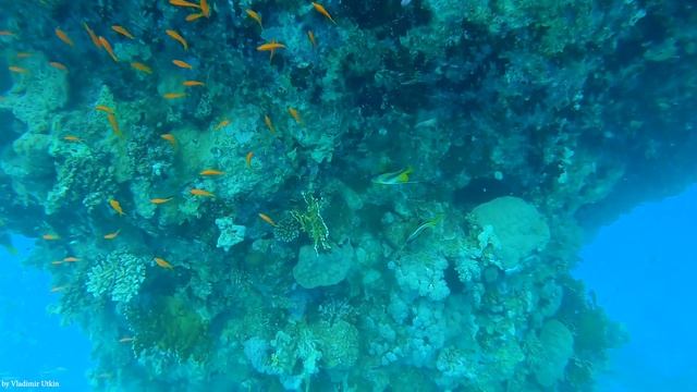 ЕГИПЕТ 2021. ДАЙВИНГ в Красном море с RuSafaga!!! Описание рыб! Египет 2021, Сафага, Хургада.