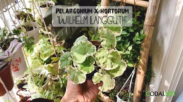 Cây Pelargonium X Hortorum ‘Wilhelm Langguth’ (Thiên Trúc Quỳ Lá Cẩm Thạch)