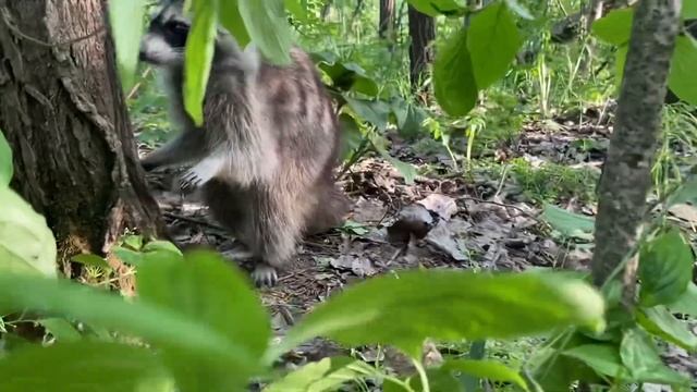 Лесной енот пришел покушать. Кушает с рук. Ночью пришла целая стая