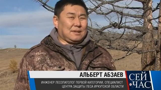 Борьба с сибирским шелкопрядом смотреть онлайн