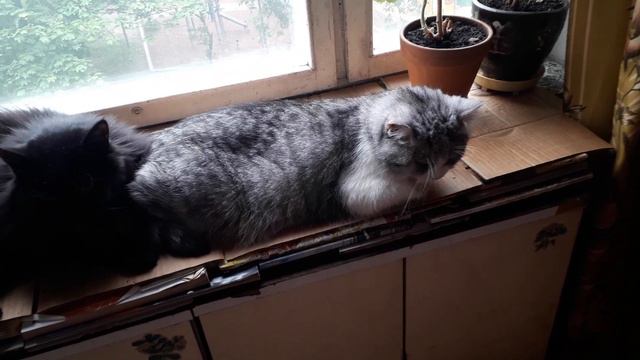 Лежбище котиков! смотреть онлайн