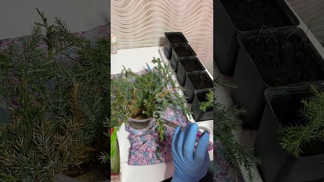 Можжевельник из черенка. Как черенковать осенью. Укоренение можжевельника Часть 1 смотреть онлайн