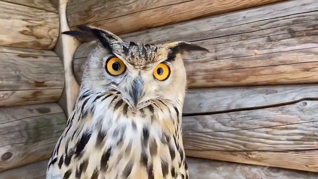 Филин Варя или филин Нафаня