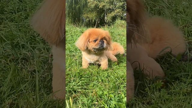 Обезьянколев 🐶 смотреть онлайн