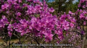 Багульник болотный: как выглядит, свойства и применение