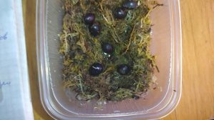 Мой опыт проращивания семян пиона древовидного