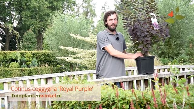 Cotinus coggygria 'Royal Purple' - informatie смотреть онлайн