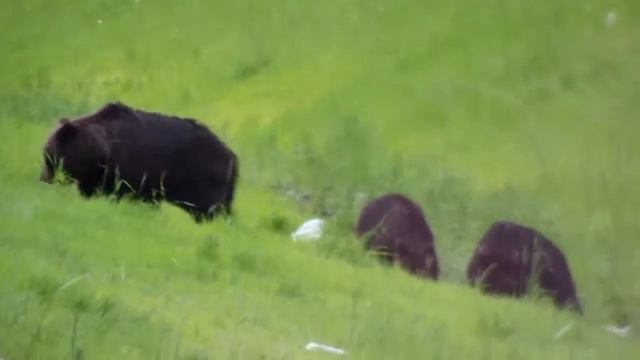 медведи на дороге смотреть онлайн
