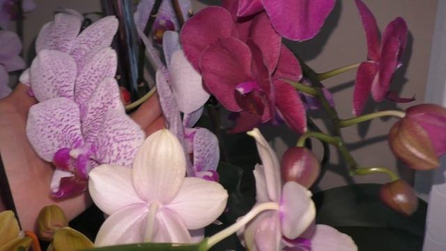 ОРХИДЕИ КАНДИ СВИТ, ФЕЙЕРВЕРК, ГРАЦИЯ, ЛИОДОРО, БЕБИ ФЕЙС, ШАЙН ГЁЛ, СПАРКЛИН КИЗЗ И... смотреть онлайн