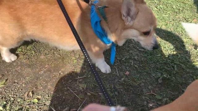 Получил травму на petshopdays!! ОЧЕНЬ МНОГО КОРГИ? смотреть онлайн