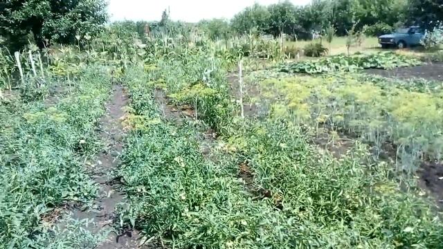Трещины на огороде и состояние культурных растений в засуху. смотреть онлайн