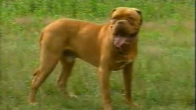 omar Питомник бордоских догов «Perle de France» http://perl.petsinform.com/ смотреть онлайн