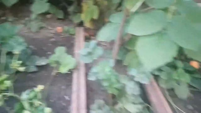 клубника *Роз Де Гриж* смотреть онлайн