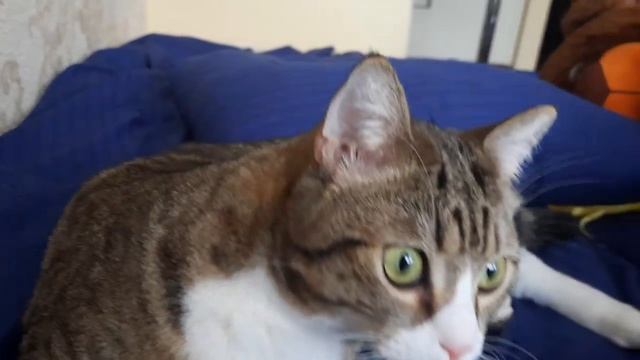 Взорвал интернет! Кот разговаривает, говорит жрать Мама. Видео про кошек милое.