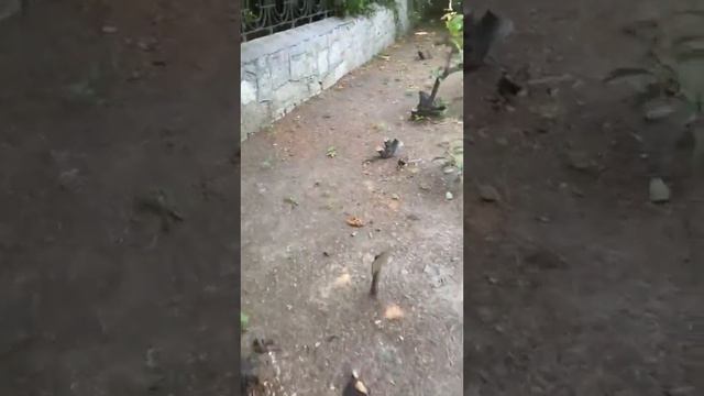 Борьба с червецом в Ялте смотреть онлайн