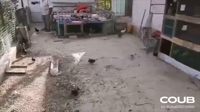 Funny animals #2 - Смешные животные, приколы с животными (Coub, TikTok) смотреть онлайн