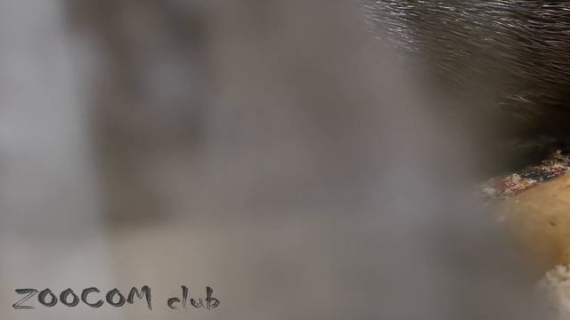 РОДЫ ДИКОБРАЗА. Слабонервным не смотреть!!! смотреть онлайн