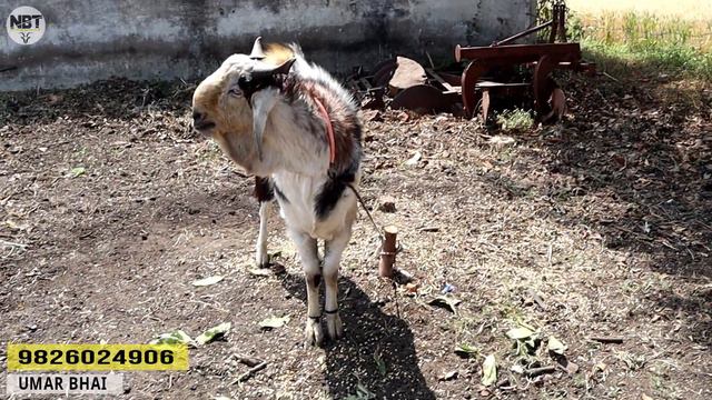 Malwa Goat's Only 2 Teeth Full Active Bakre At Royal Goat Farm смотреть онлайн