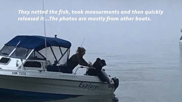 Is this Monster KING SALMON a WORLD RECORD? смотреть онлайн