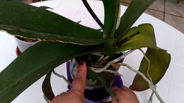 Quando cortar as hastes das phalaenopsis смотреть онлайн