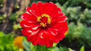 ASMR звуки природы для сна и расслабления / Цветут цинии