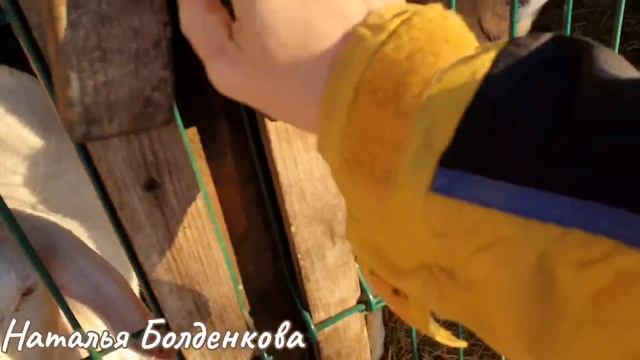 Секреты раскрываю//Дворовые работы//Не хватает молока//Филе нос укоротили? смотреть онлайн