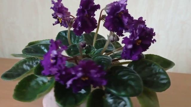 Фиалка ЕК-Дикая орхидея смотреть онлайн