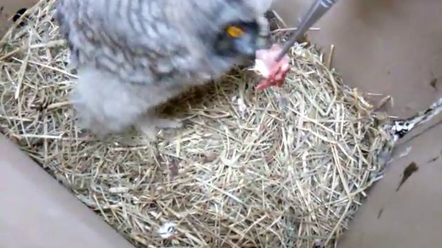 Птенец ушастой совы ест перепелку смотреть онлайн