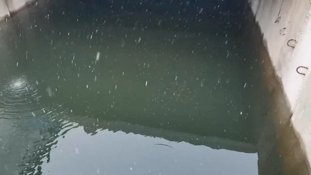 Где растет форель, продолжаем растить в пожарном водоеме смотреть онлайн