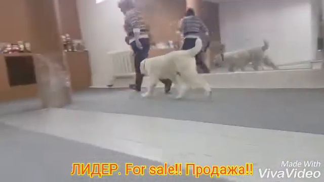 Продажа!! ЛИДЕР (Царт из Альметьевска-Казан Йолдыз Арланда) смотреть онлайн