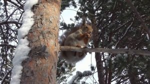 Белка грызёт орешки.