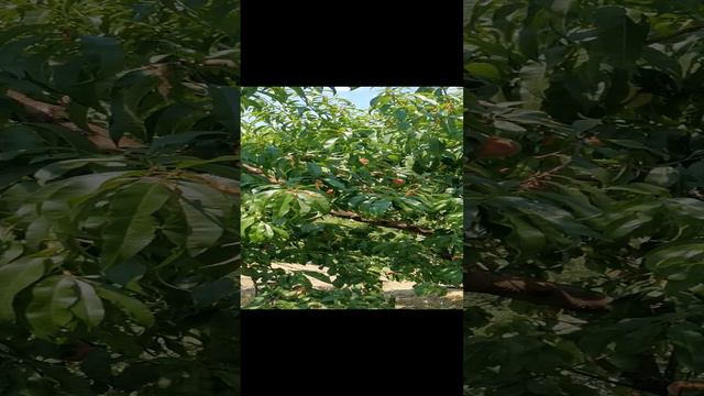 Сочинские персики.mp4 смотреть онлайн