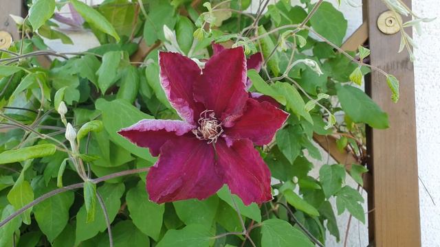 Unser Garten - Clematis 'Roter Kardinal' (Mitte Mai) смотреть онлайн
