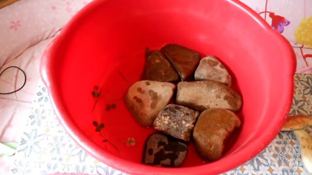 Необычный питомец, КОТОРОГО НАШЕЛ В ЛЕСУ!!! смотреть онлайн