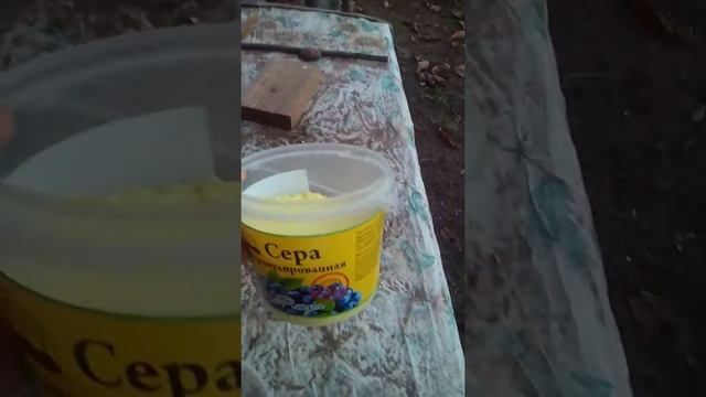 Сера для голубики смотреть онлайн