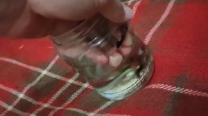 Как разводить ГУППИ