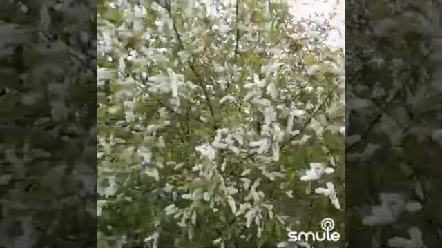 В Калиновке цветет вишня и черёмуха смотреть онлайн