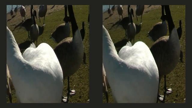 Panasonic HDC SD900 3D camcorder sample footage смотреть онлайн