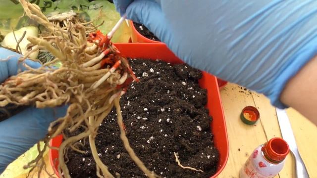 Посадка удаленных у гиппеаструмов копыт смотреть онлайн