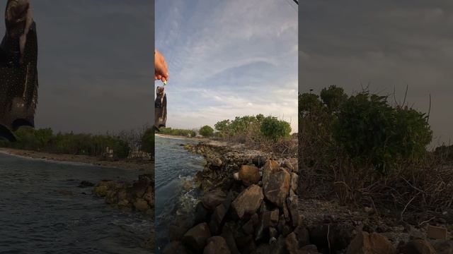 Пятнистый трофей. Мальдивы